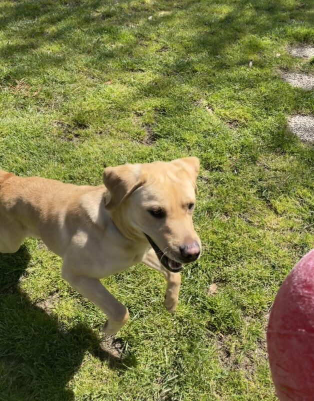 An action shot of male yellow Labrador Retriever Nesbit in the grass paddock leaping with his front paws off the ground towards a red jolly ball. His mouth is open and his gaze is focused on catching the toy.