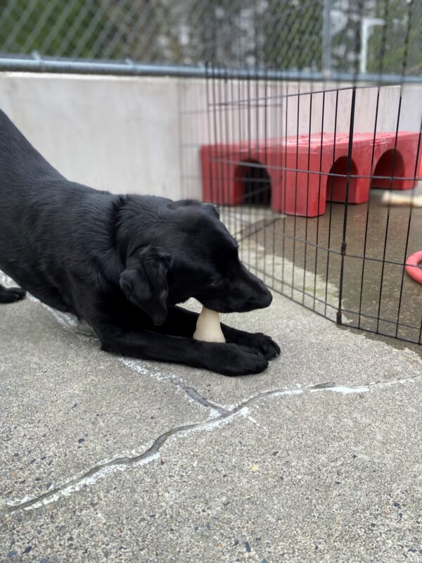Young female black lab, Shelby, does a