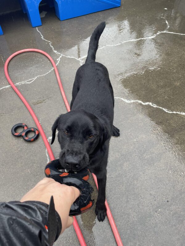 Nadal playing tug in community run. The photo is taken by the person playing tug with Nadal, who's hand you can see holding one end of the toy while Nadal holds the other end.