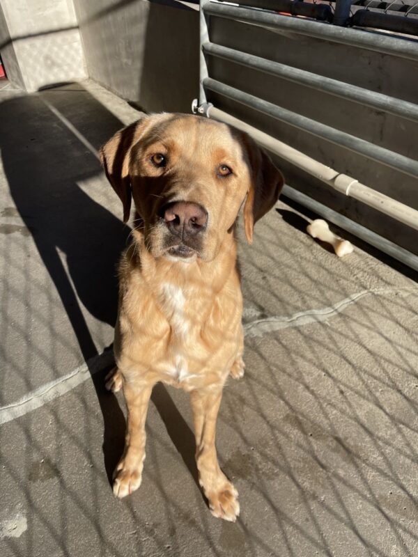 Whistler is sitting in community run staring at the camera. He is perfectly caught in the sun's 