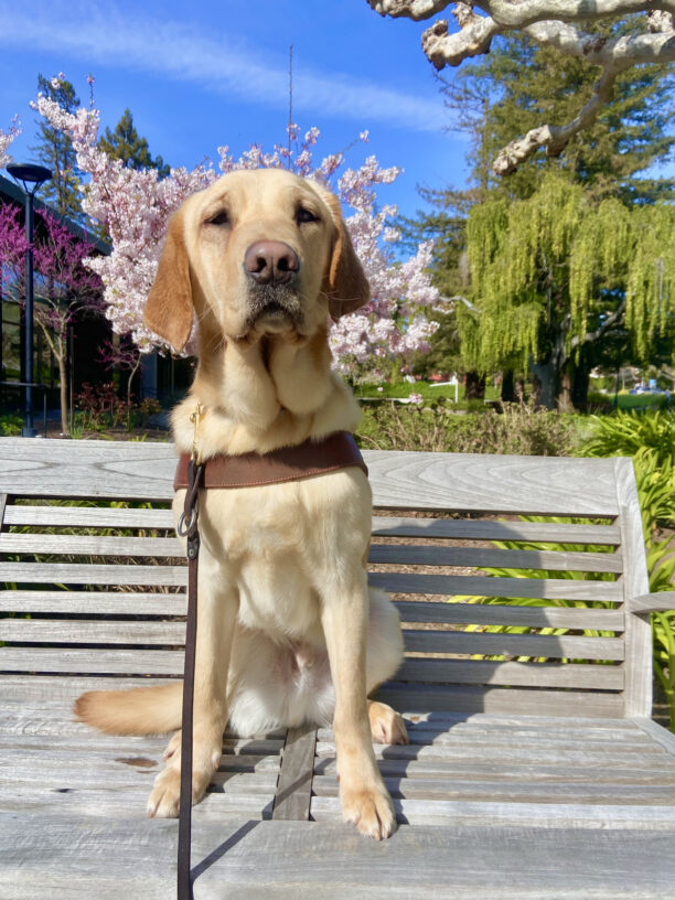 Forsythe is sitting on a bench with his harness on. He is looking at the camera and there are beautiful pink blossoms on the trees behind him. Happy Spring!