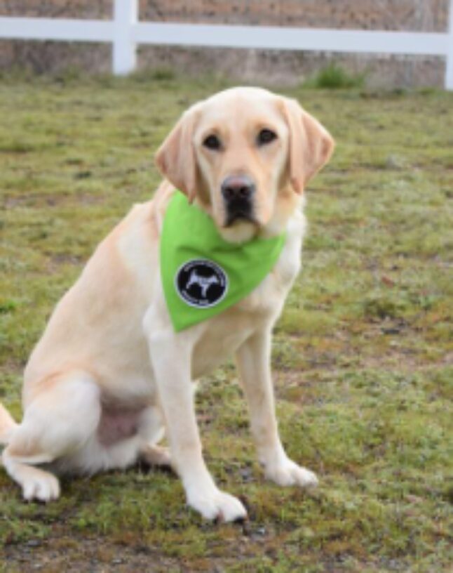 Kelly the Yellow Lab wearing a blue and green bandana, sitting in a grassy yard, smiling.