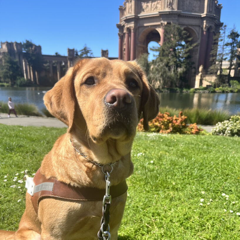 Couscous is sitting on grass with her harness on. Behind her is the Palace of Fine Arts which is located in San Francisco, CA.