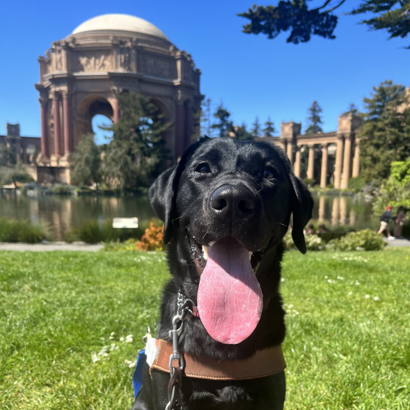 Cookie is sitting on grass while wearing her harness. She is gazing into the camera and her mouth is open showing her long pink tongue. Behind her is the Palace of Fine Arts, located in San Francisco, CA.