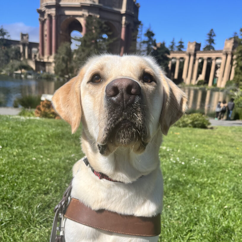 Gruyère is sitting on grass while wearing his harness. He is staring into the camera and behind him is the Palace of Fine Arts, located in San Francisco, CA.