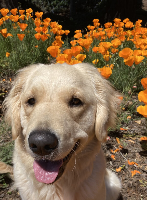 Sparkle (LGX-F, coated) sitting among orange California poppies.  She is looking just slightly off camera with her tongue hanging out of her mouth.
