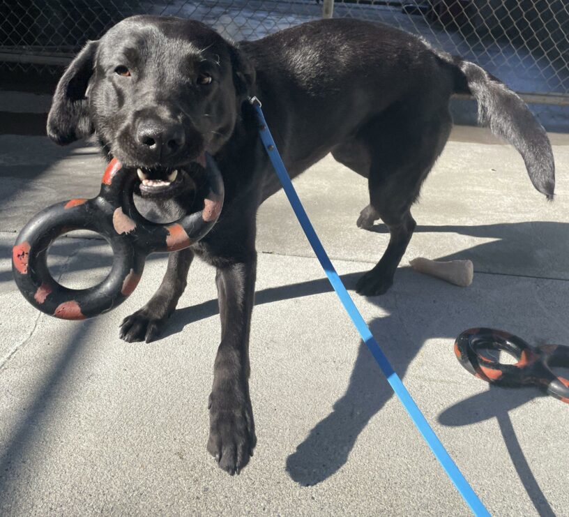 Black lab female Talia walking up to the camera with a figure 8 goughnut in her mouth with an excited expression on her face