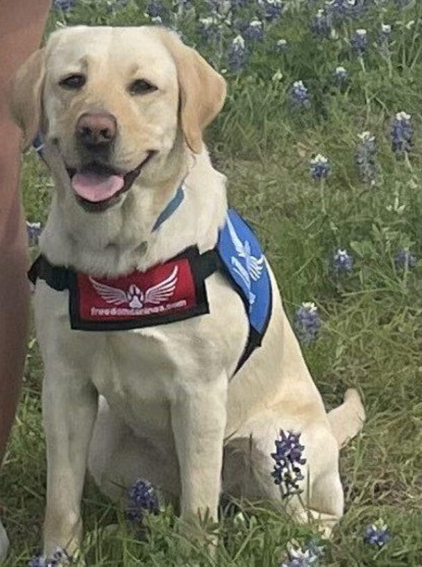 Yellow Labrador/Golden cross Gabby is pictured in a service dog jacket in a field of bluebonnets in Texas. She is facing the camera, and "smiling".