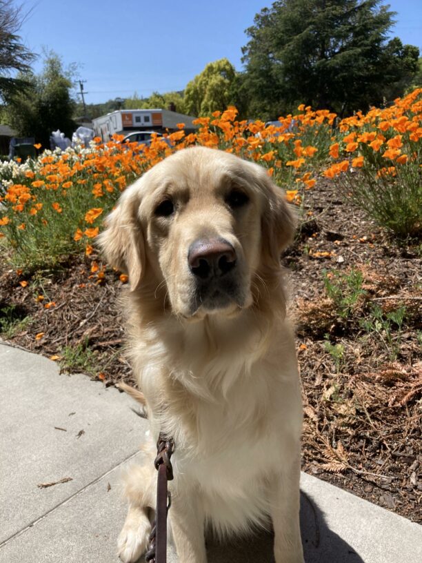 Joe is sitting and looking intently at the camera with a large planter of orange poppies in the background.