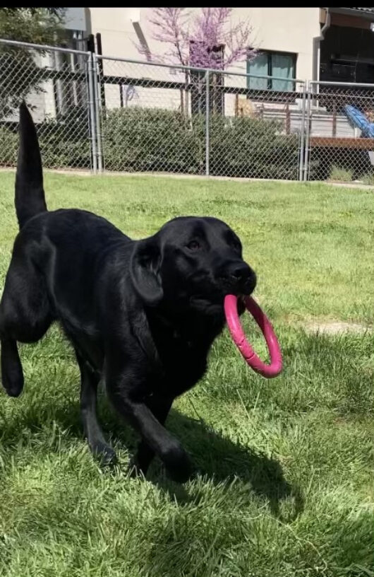 Kazoo is running past the camera with a pink rubber ring toy in her mouth. She is in a grass paddock with bushes and a building in the background outside the fence.