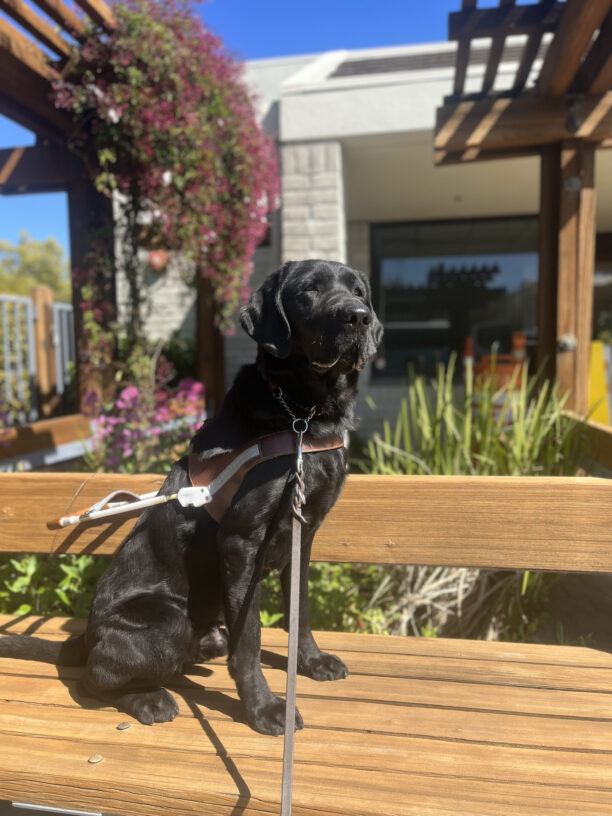 Picture includes Diesel in harness, sitting professionally on a wooden bench outside of our downtown lounge in SR. There are several different types of flowers and green landscaping behind him and it is a bright sunny day.