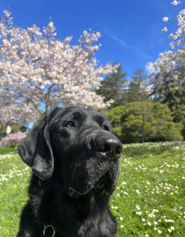 Diesel is sitting with his handler on a large college campus staring backwards towards the handler. There are rolling green grassy hills behind as well as cherry blossom trees located just behind him.