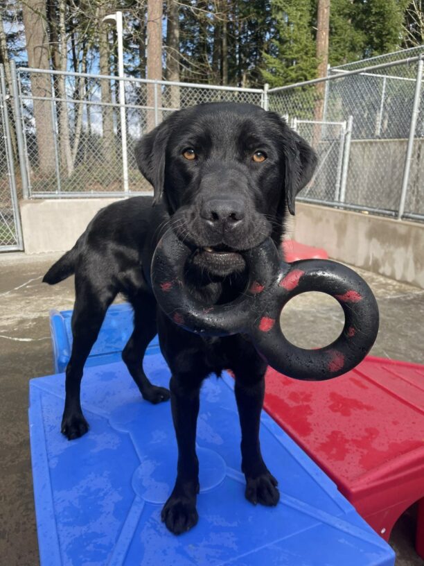 Bowser is standing on a play structure in community run. He is looking at the camera with a tug toy in his mouth.