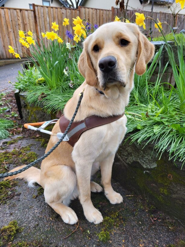 Dempsey (a yellow Labrador Cross), wearing his harness, sits on a concrete sidewalk and looks toward the camera. In the background are spring daffodils and greenery.