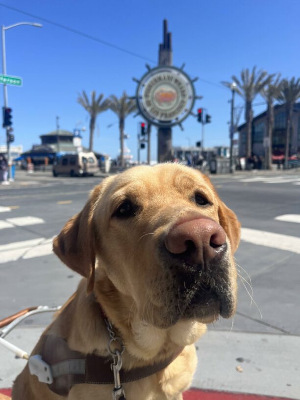 Dojo is seen sitting in harness in front of a large sign located in Fisherman’s Wharf in San Francisco. Behind the sign are bright blue skies.