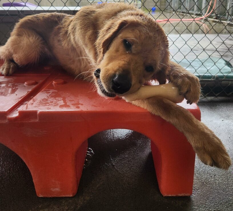 Domino chews a Nylabone in community run on a rainy afternoon. He is lying on a flat, orange play structure and his paws and head are damp from the rain.