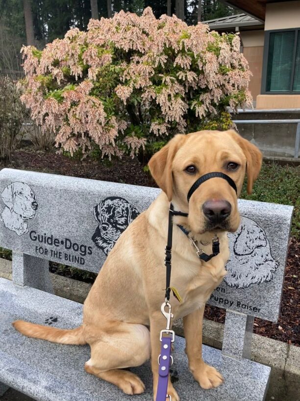 Einstein sitting on a GDB bench in front of a flowering bush. He's wearing a head-collar attached to a purple leash, and his eyebrows are raised, wrinkling his forehead.