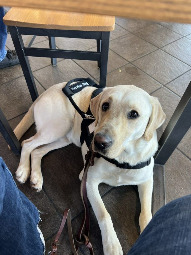Frankie the yellow lab laying under a table, wearing a service dog harness. He is attentively looking at his handler.
