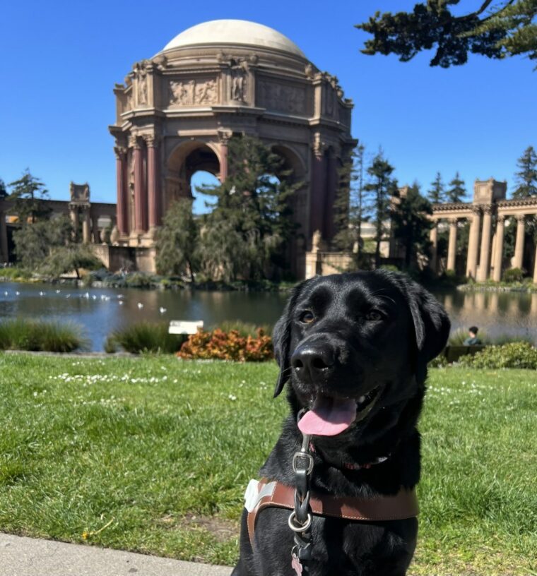 Glitz sits in harness looking at the camera with her tongue out. Behind her is the dome of the Palace of Fine Arts in San Francisco on a bright sunny day.