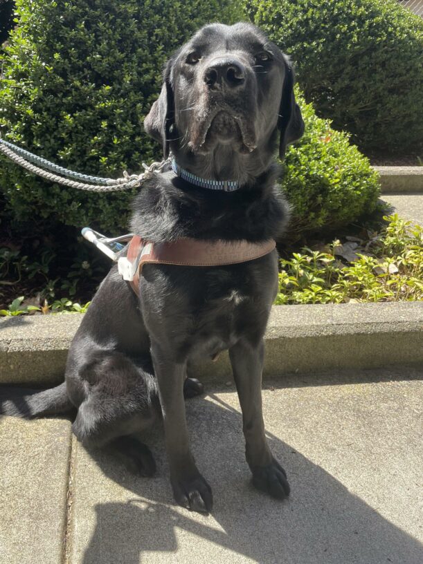 Hartford (a black Labrador Retriever with a small white spot on his chest) sits and looks toward the camera. He is wearing a guide dog harness and sitting in front of some bushes and greenery.