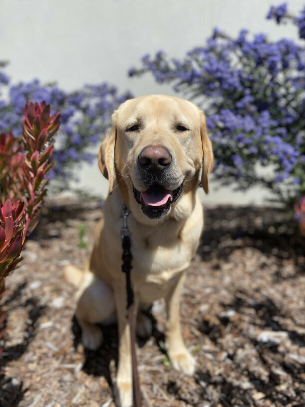 Indy is pictured outside enjoying a sunny day, surrounded by some colorful spring plants