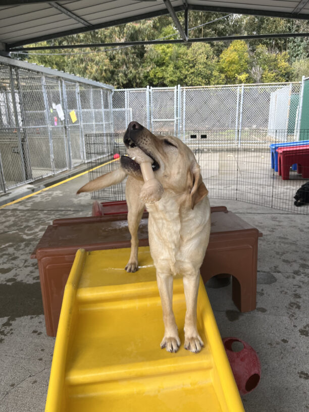 Soren is pictured in a community run play area, perched on a yellow play structure, proudly showing off his bone. His head is thrown back, with his eyes closed and tail mid-wag.