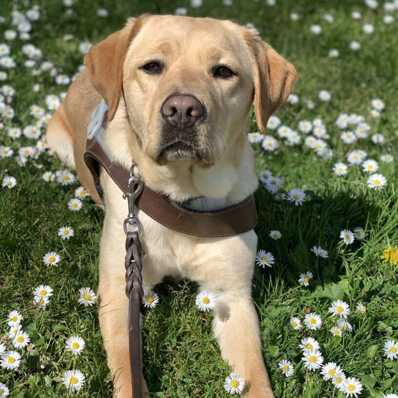 A close up of female yellow lab Natasha laying in the grass surrounded by small white flowers. She is in harness and gazing up towards the camera.