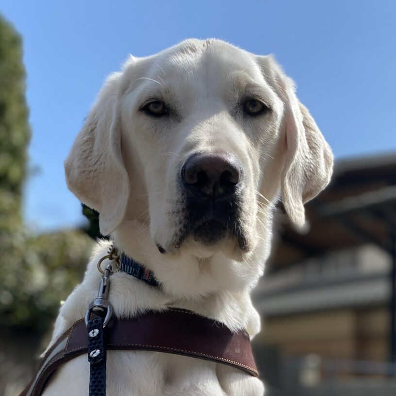 Kendrick, a handsome light yellow male lab looks towards the camera. He is wearing his brown guide dog harness. Behind him there is a bright blue sky