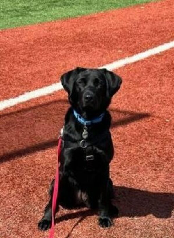 Manana the Black Lab sitting on a running track.