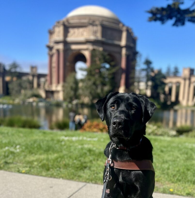 Navigator sits in harness looking at the camera. Behind him is the dome of the Palace of Fine Arts in San Francisco on a bright sunny day.