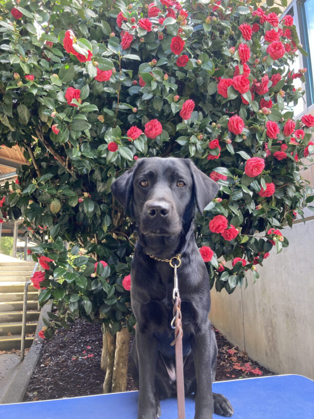 Black lab Patrice sits on a bench in front of a bush with red blooms