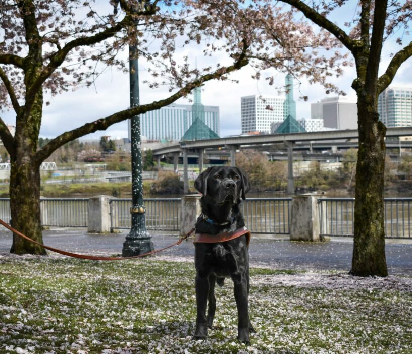 Black lab Rafferty is standing under Cherry Blossom trees looking regal with his big, copper-colored eyes. Behind him you can see the Portland steel bridge in the distance.