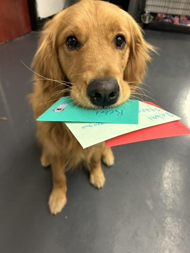 Rebel the Golden holding multiple letters in colorful envelopes in his mouth.