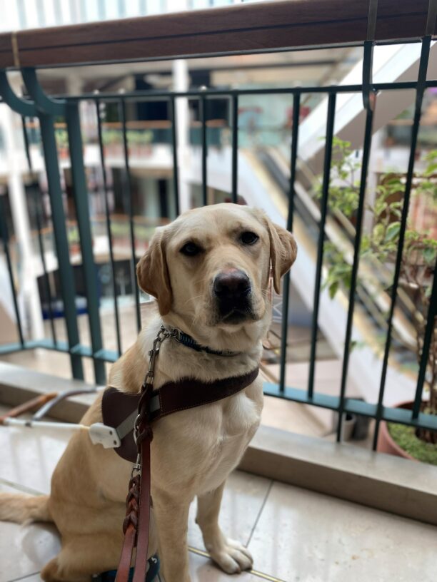 Young female yellow lab, Bombay, sits in her GDB harness and looks to her right at the camera wearing a serious expression. She is in front of a railing to a large indoor mall atrium.