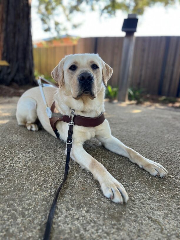 Galveston is laying down, looking at the camera, waring his guide dog harness.