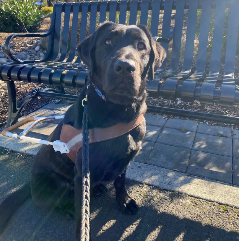 Young female black lab, Shelby, sits on a paved sidewalk in front of a black park bench with gardens in the background. She proudly wears her GDB harness and looks up at the camera with a slight head tilt and a ray of sun shining on her face.