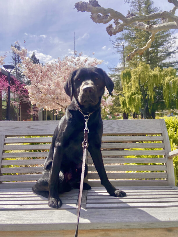 Morocco sits on a bench looking at the camera. There are beautiful pink blossoms on the trees behind him.