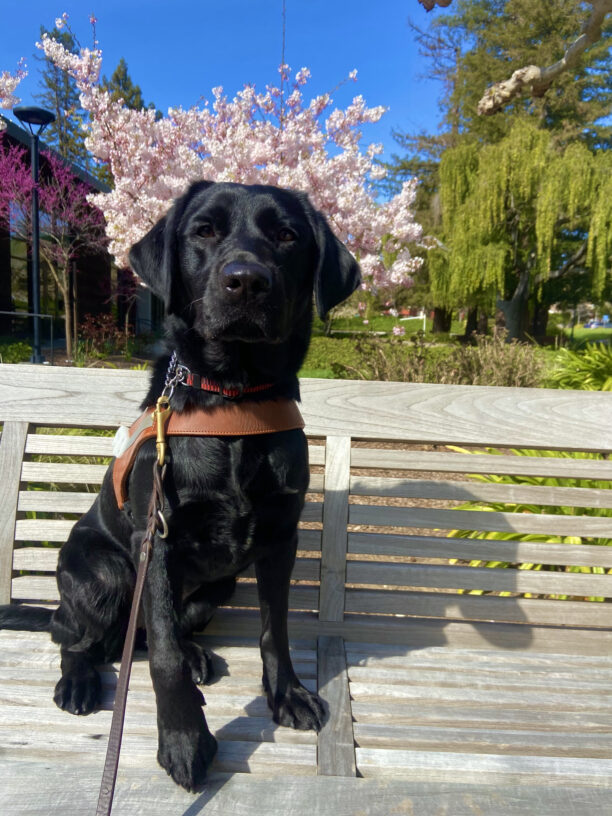 Peregrine sitting on a bench with a harness on. She is looking at the camera, there are a few beautiful trees behind her with pink blossoms. Happy Spring!