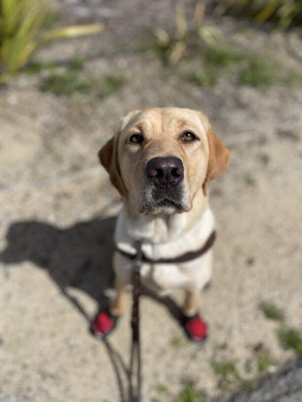 Photo of Raelyn sitting in harness looking up at the camera with her face in focus. She has red booties visible on her front feet.