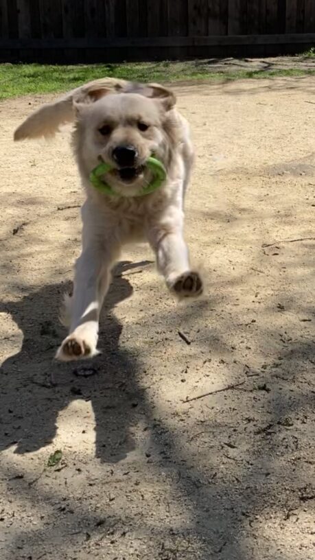 Diamond (LGX-F, coated) mid-stride in a fenced play yard running forward with a green tug ring in her mouth.  Her ears and tail are captured flapping and her front feet are slightly off the ground.