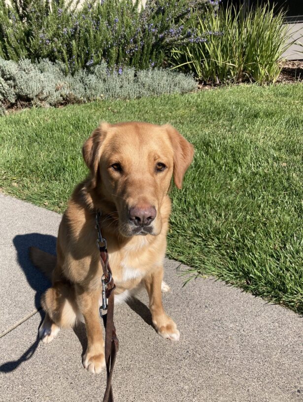 Torta is sitting and looking at the camera. There is grass and bushes in the background.