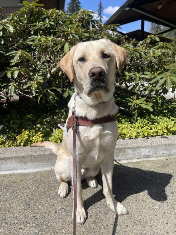 Yellow Labrador (Nash) sits in harness looking straight at the camera. He is sitting on a sidewalk with green bushes behind him on a sunny day.