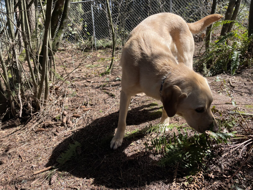 Noodle's yellow fur glistens in the sun as she enjoys some off-leash sniff time in a fenced-in, wooded play yard.