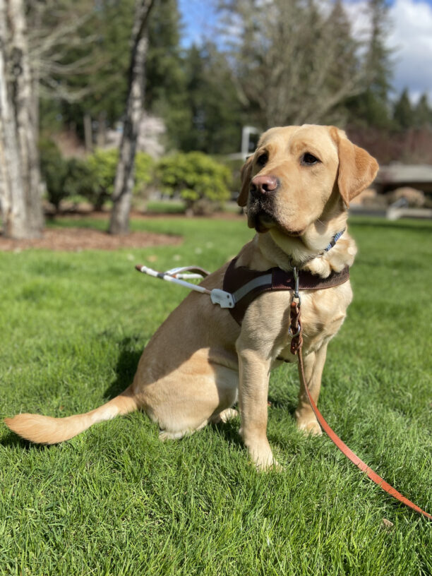 Veritas wearing his harness sitting in the green grass and looking off to left of the camera.