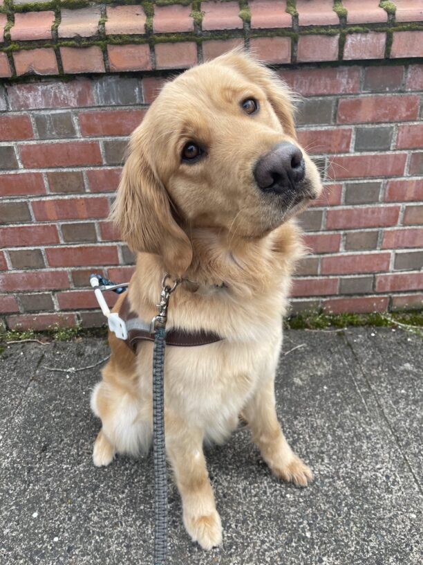 Dandelion (a long-coated Golden Retriever/Labrador Retriever cross) sits and looks towards the camera with her head cocked to one side. She is wearing a guide dog harness and sitting in front of a brick wall.