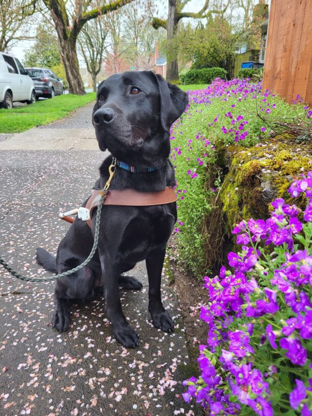 Abby (a small black Labrador Retriever) sits on a sidewalk next purple flowers draping over a stone wall while wearing her harness.