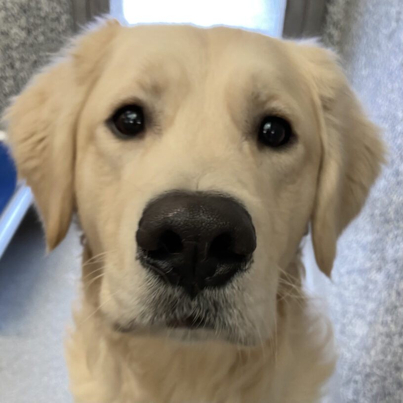 A close up headshot of Kudo in his kennel run, showing off a sweet "puppy dog eyes" look