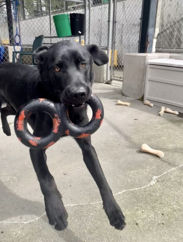 An action shot of Nimbus mid-leap in community run with a tug toy in his mouth.