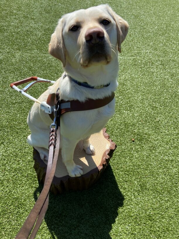 Babs sits on a log structure in one of the free run areas. She is wearing her harness and looking up focused on her handler.