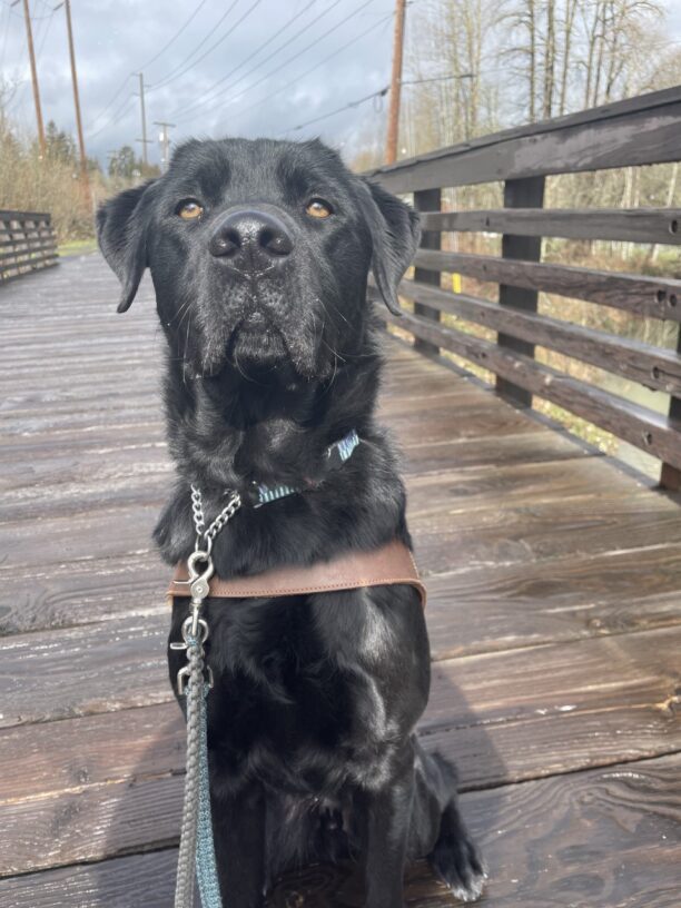 Bowser is sitting on a wooden bridge. He is in harness looking regally at the camera.